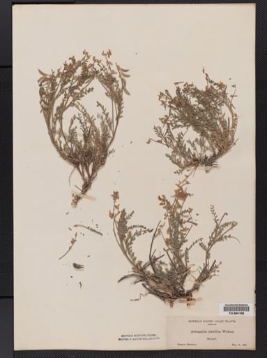 Astragalus misellus