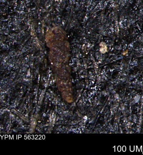 Verneuilinoides hectori