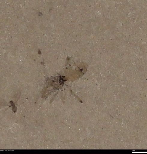 undet. Insecta