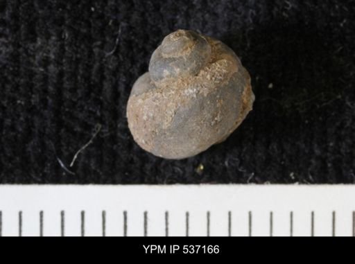 Viviparus montanaensis