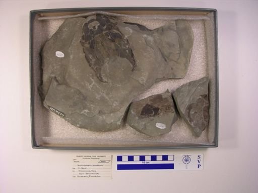 Bothriolepis canadensis