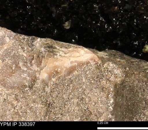undet. Mollusca
