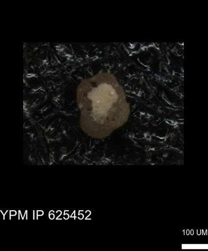 undet. Foraminiferida
