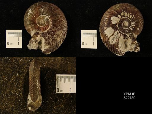 Lamberticeras lamberti
