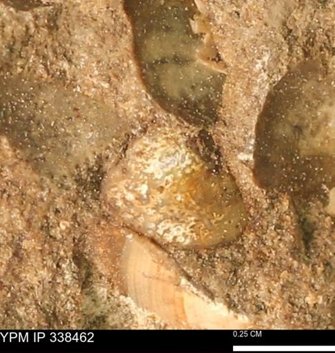 undet. Mollusca