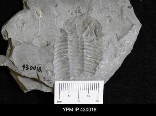 Eldredgeops rana