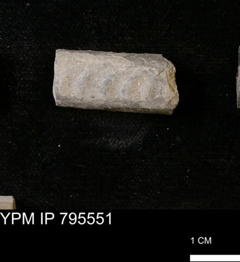 Baculites sp.