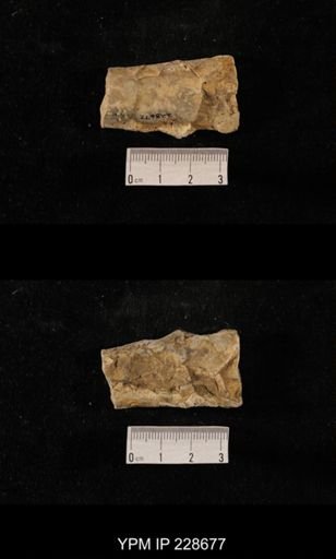 Orthoceras