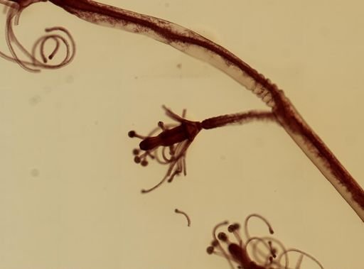 Pennaria disticha