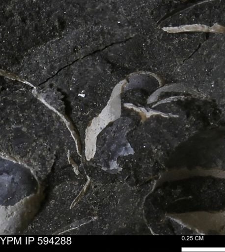Protocardia sp.