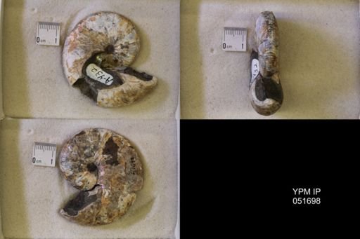Hoploscaphites nicolletii