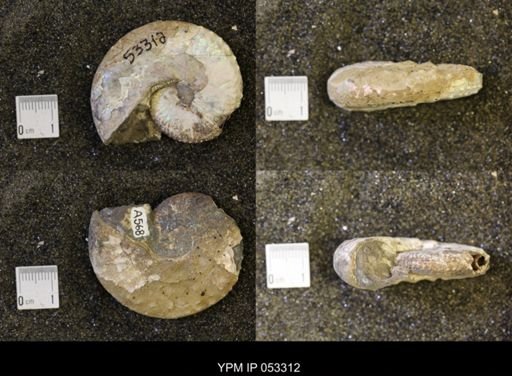 Discoscaphites conradi