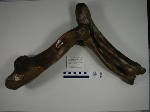 Nesodon imbricatus