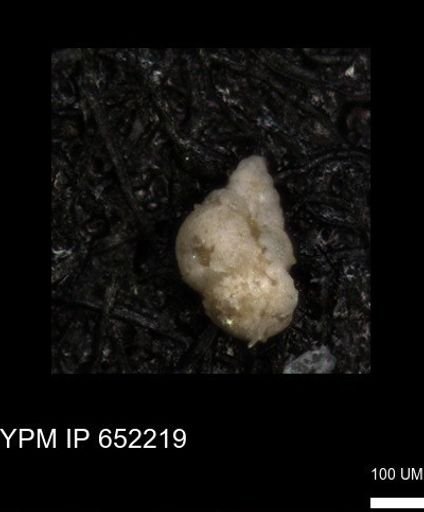 undet. Heterohelicidae