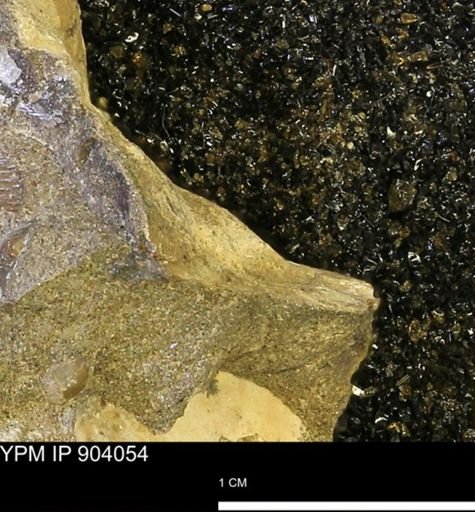 undet. Mollusca