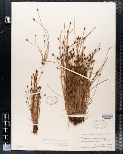 Eleocharis obtusa