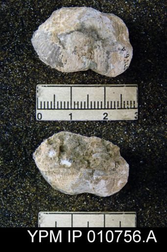 Productus schucherti