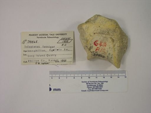 Teleoceras fossiger
