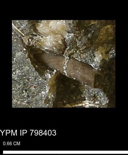 Scaphopoda