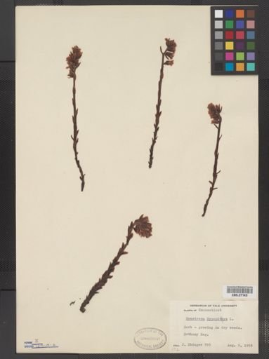 Monotropa hypopithys