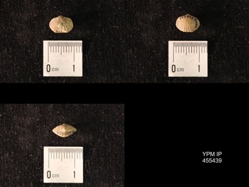 Platystrophia morrowensis