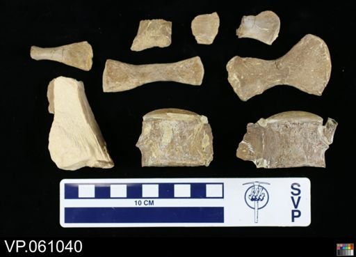 undet. Mosasauridae