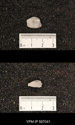 Camarotoechia borealis