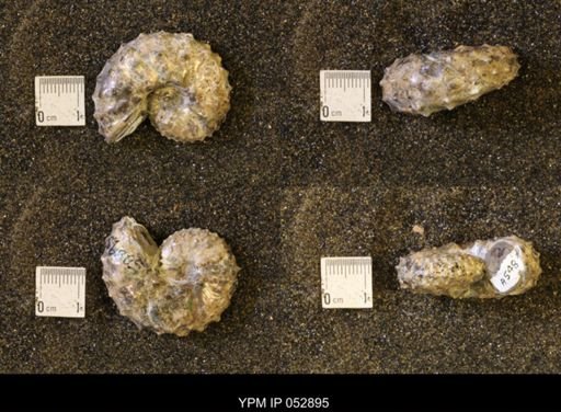 Discoscaphites gulosus
