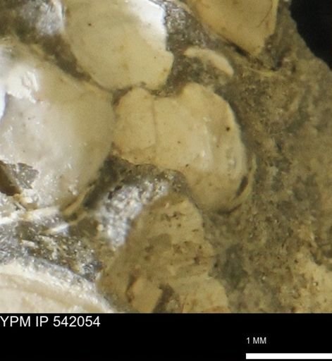 Corbulamella gregaria