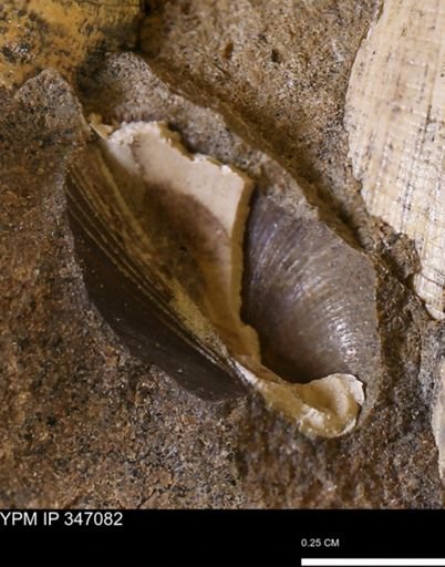 Limopsis striatopunctatus
