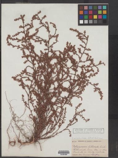 Polygonum aviculare