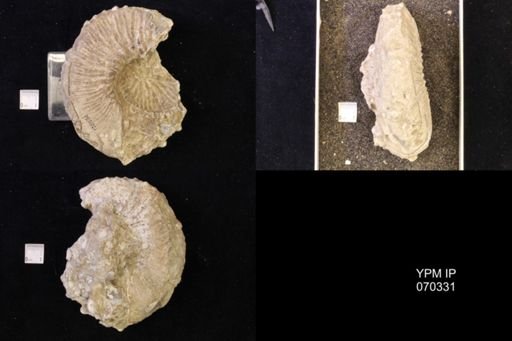 Jeletzkytes nebrascensis