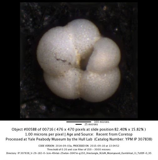 undet. Foraminiferida