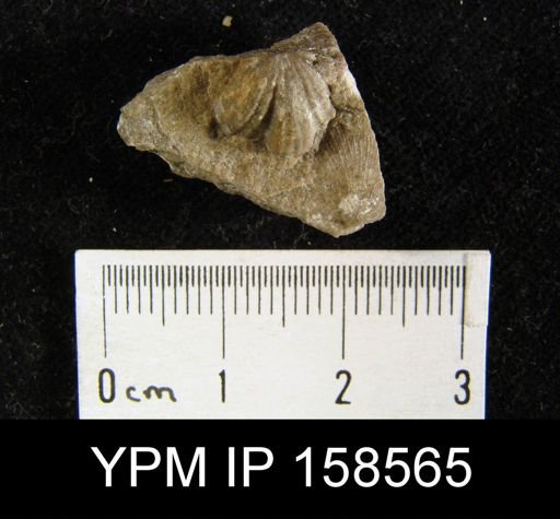Rhynchonella pyrrha