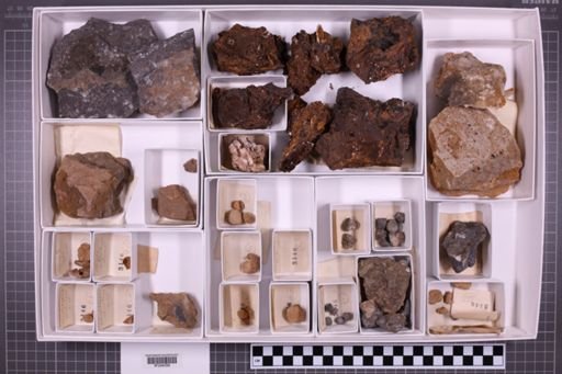 mixed taxa, stratigraphic collection
