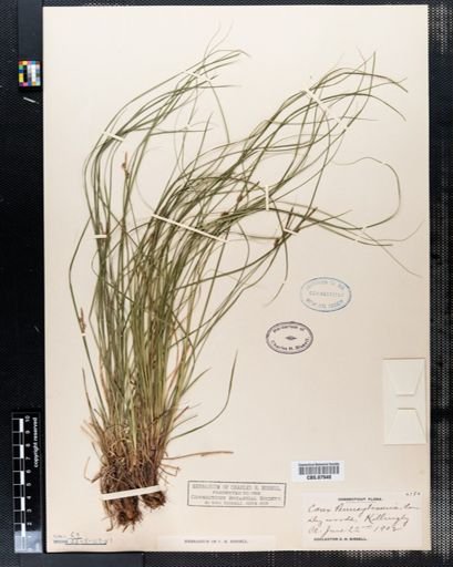 Carex pensylvanica