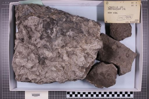 mixed taxa, stratigraphic collection