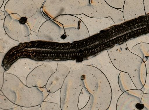 Pomatias elegans