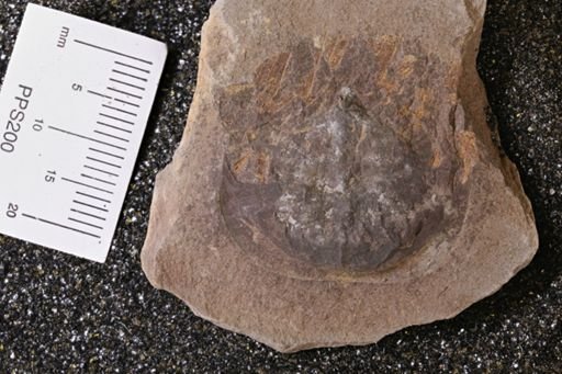 Euproops danae
