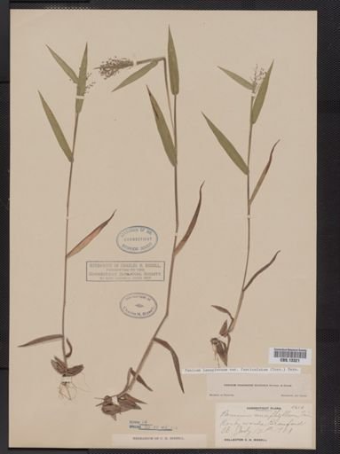 Panicum lanuginosum