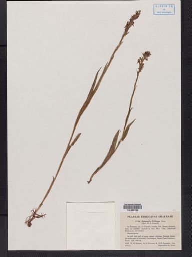 Habenaria