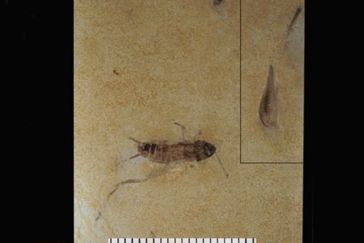 Orthoptera