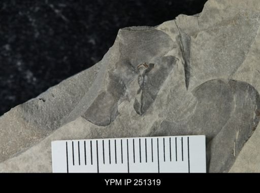 undet. Eurypterida