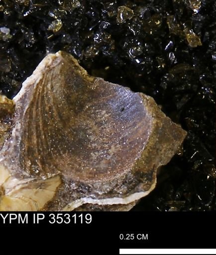 Limopsis striatopunctatus