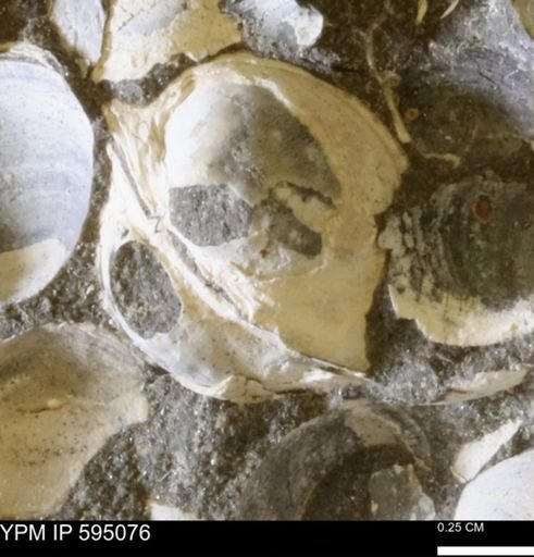 Protocardia sp.