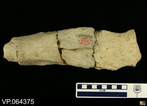 undet. Plesiosauridae