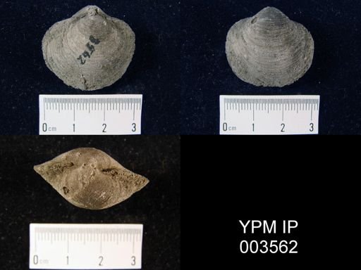 Athyris royssii