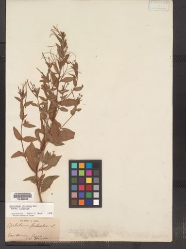 Epilobium ciliatum