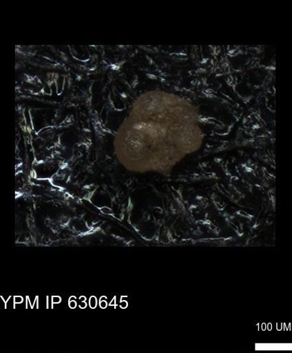 undet. Foraminiferida