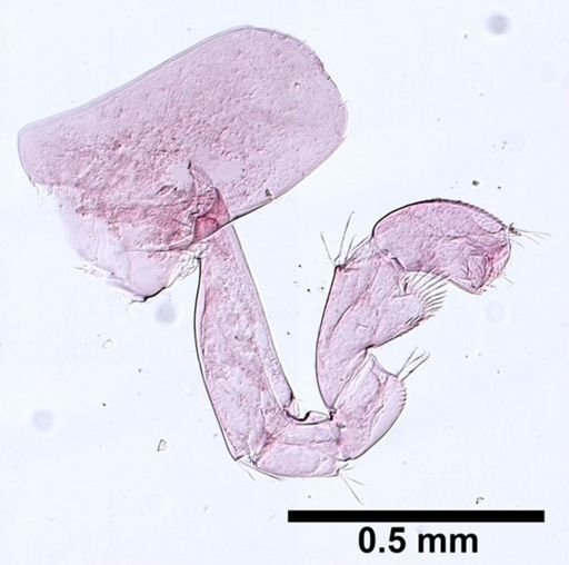 Hyalella cf. azteca